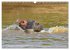 Faszination Afrika: Flusspferde... - Bild 10