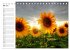 Sonnenblumenfelder (Tischkalender 2026... - Bild 11