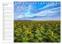 Sonnenblumenfelder (Tischkalender 2026... - Bild 12