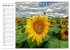 Sonnenblumenfelder (Tischkalender 2026... - Bild 15