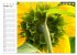 Sonnenblumenfelder (Tischkalender 2026... - Bild 3