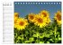 Sonnenblumenfelder (Tischkalender 2026... - Bild 5