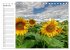 Sonnenblumenfelder (Tischkalender 2026... - Bild 7