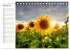 Sonnenblumenfelder (Tischkalender 2026... - Bild 8