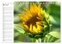 Sonnenblumenfelder (Tischkalender 2026... - Bild 9