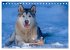 Alaskan Malamute in seinem Element... - Bild 11