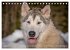 Alaskan Malamute in seinem Element... - Bild 7
