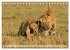 Faszination Afrika: Löwen... - Bild 7