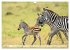 Faszination Afrika: Zebras... - Bild 14