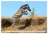 Faszination Afrika: Zebras... - Bild 3