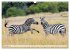 Faszination Afrika: Zebras... - Bild 4