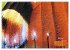 GEOclick Lernkalender: Porträts... - Bild 11