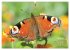 GEOclick Lernkalender: Porträts... - Bild 10