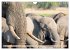Elefanten - Sanfte Riesen Afrikas... - Bild 13