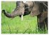 Elefanten - Sanfte Riesen Afrikas... - Bild 10