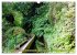 Faszination Madeira (Wandkalender 2026... - Bild 5