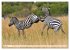 Faszination Afrika: Zebras... - Bild 11