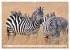 Faszination Afrika: Zebras... - Bild 12