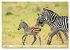 Faszination Afrika: Zebras... - Bild 13