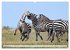 Faszination Afrika: Zebras... - Bild 14