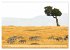 Faszination Afrika: Zebras... - Bild 4
