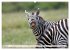 Faszination Afrika: Zebras... - Bild 8