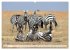Faszination Afrika: Zebras... - Bild 9