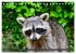 Besuch vom Waschbär (Tischkalender... - Bild 14