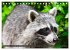 Besuch vom Waschbär (Tischkalender... - Bild 3
