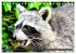Besuch vom Waschbär (Tischkalender... - Bild 5