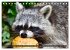 Besuch vom Waschbär (Tischkalender... - Bild 10