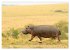 Faszination Afrika: Flusspferde... - Bild 2