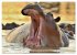 Faszination Afrika: Flusspferde... - Bild 11