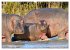 Faszination Afrika: Flusspferde... - Bild 12