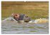 Faszination Afrika: Flusspferde... - Bild 9