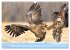 Majestätische Seeadler (Wandkalender... - Bild 4