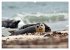 Schöne Insel Helgoland (hochwertiger... - Bild 12