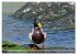 Schöne Insel Helgoland (hochwertiger... - Bild 13