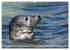 Schöne Insel Helgoland (hochwertiger... - Bild 3