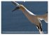 Schöne Insel Helgoland (hochwertiger... - Bild 4