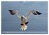 Schöne Insel Helgoland (hochwertiger... - Bild 6
