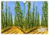 Hopfenland Holledau (Wandkalender 2026... - Bild 13
