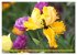 Im Tulpengarten (hochwertiger Premium... - Bild 12