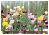 Im Tulpengarten (hochwertiger Premium... - Bild 7
