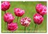 Im Tulpengarten (hochwertiger Premium... - Bild 9