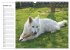 Berger Blanc Suisse - Weißer Schweizer... - Bild 3