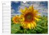 Sonnenblumenfelder (Wandkalender 2026... - Bild 13