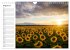 Sonnenblumenfelder (Wandkalender 2026... - Bild 14