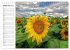 Sonnenblumenfelder (Wandkalender 2026... - Bild 15
