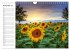 Sonnenblumenfelder (Wandkalender 2026... - Bild 4